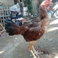 mangon bulbi ayam