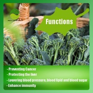 Broccoli Sprout Extract Powder/Rich in fiber/Antioxidant-Kosher&HALAL Certified