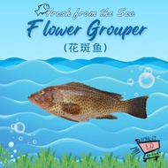 [5D Grocer] Fresh Flower Grouper 花斑鱼 450g/900g