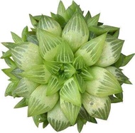 50 เมล็ดพันธุ์ เมล็ด ซักคิวเลนต์ หรือ ไม้อวบน้ำ กระบองเพชร ฮาโวร์เทีย (Haworthia) Succulent seeds อัตราการงอก 80-85%