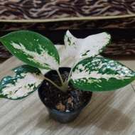 Aglaonema Suksom White