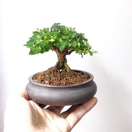 矮霸) 日本芝麻香楓 超香芝麻味 精品老樁 香楓 楓葉 原生 老樁  種定 掌上盆景 連 花盆 plant  Bonsai tree 植物 盆栽 Japanese  maple tree 楓葉 楓樹 