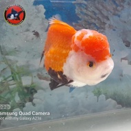 oranda 3color supershort body