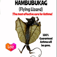 Hambubukag Flying Lizard for Asthma Extremely Effective Medicine