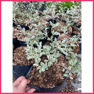 ∏ ✩ ✮ African Talisay Variegated small size only