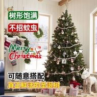 Pine Living Potted Norwegian Pine Real Tree Real Tree Christmas Tree Real Nobel Green Plant Christma