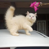 kitten ragdoll mix persia jantan