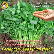 Fast Growing High Yield Heat Tolerant Coriander Seeds for Planting Vegetables Organic Cilantro Leave