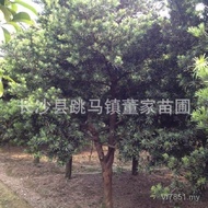 Arhat Pine cm Arhat Pine Wool Embryo Supply 12-15 Arhat Pine Arhat Pine Native Wholesale Can Shape 3