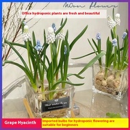 【易养活/花期长】(COD)/Benih Hyacinth Grape Menanam Bola/ Grape Hyacinth Seed Bulbs葡萄风信子种子种球