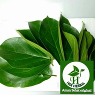 daun cincau hijau segar 1 kg