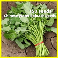 Chinese Water Spinach Seeds - 150 Seeds Big Leaf Variety Kangkong Water Spinach Vegetable Seeds for Gardening Fast Growing Spinach Seeds Spinach Vegetable Plants Seeds Balcony Potted Live Plants for Sale Garden Real Plants Rare Seeds Plant Pots F1 Hybrid