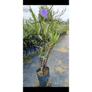 Ruellia Purple anak pokok