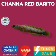 \NEW/ Channa Cana chana red Barito/maru hiasan aquarium 4-6cm