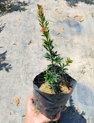 TKL - Outdoor Live Plant Podocarpus/Little Red Riding Hood Feng Shui Plant 小红帽罗汉松/海岛/兰屿罗汉松/雀舌罗汉松