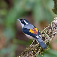 burung Pentet Kembang