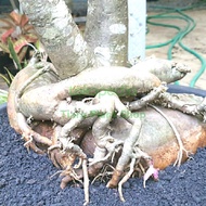 Koleksi bonsai adenium lokal bonggol besar dan unik