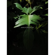 Philodendron Florida Ghost (Live Plant)