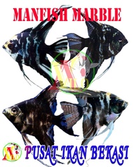 ikan hias aquascape manfish angel fish marble black hitam loreng belang uk kecil