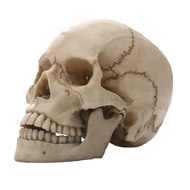 (EXPT) Human Skull Statue Synthetic Resin Human Skull Statue Crafts Human Skull Statue for Home Deco
