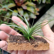 LSP Tillandsia - Tillandsia xerographica x El Guapo LSP#105