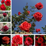 ประเทศไทย พร้อมสต็อก Red Rose Flower Seeds 100 เมล็ดดอกไม้ ต้นไม้ประดับ เมล็ดพันธุ์ ไม้ประดับ บอนสี 