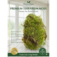 Terrarium Live Moss | Spagnum Moss Garden Decorations