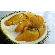 Anak Pokok Durian Gabai D194 (2-3kaki)