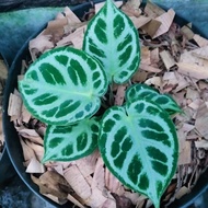 Anthurium / Kuping Gajah Dorayaki Silver