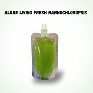Aquarium | Air Hijau | Algae Living Fresh Nannochloropsis & Phytoplankton 100ml