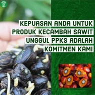 Bibit kelapa sawit ppks Simalungun berkecambah dan siap tanam