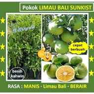 Anak Pokok Limau Bali SUNKIST 柚柑树苗