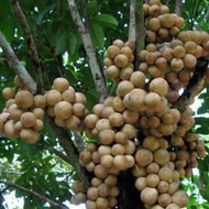 Kedai Benih Bibit Buah Duku Kokosan ~ Isi 1 Biji