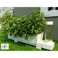 Hydroponic HLT cute ( 3 pasu )