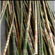 bahan pancing pohon waregu buat joran berkualitas 130cm