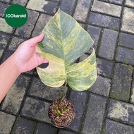 TANAMAN HIAS MONSTERA MARMORATA | MONSTERA MARMORATA AUREA YELLOW-QISHOP14