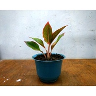 Aglaonema Red Lipstick (GROWN AND LIVE PLANTS) for only 300 pot is included :)