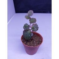 Begonia sp sarawak blue