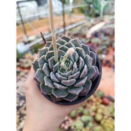 FT live succulent echeveria 波赛冬 9cm+-