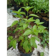 BASIL PLANTS BASIL TREE/S BASIL LEAVES/S