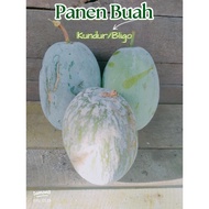 Buahh Labu Kundur.Segar