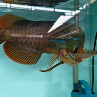 ikan arwana super red 47cm