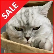 Hunting Cat Scalper EA MT4 – Breakout Expert Advisor for USDJPY