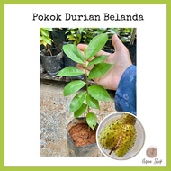 POKOK DURIAN BELANDA HYBRID (anak pokok)