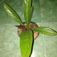 tanaman hias anthurium