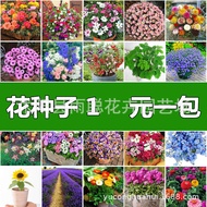Flower Seed Four Seasons Flower Seed Gypsophila Sunflower Cosmos Hundred Sunflower Sunflower Daisy M