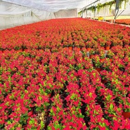 Perennial Blooming Plant Iron Begonia Potted Indoor and Outdoor Flower Seedling Easy-to-Grow Green P