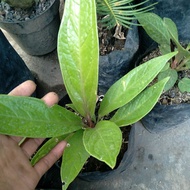 Antorium jemani cobra