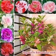 [Fast Delivery]Ready Stock Impatiens Balsamina Seeds (200 Seeds Per Pack) Colorful Gardening Flower Seeds Benih Pokok Bunga Indoor Outdoor Live Plants for Sale Ornamental Flower Bonsai Seeds for Planting DIY Home Garden Decoration Easy To Grow In Malaysia