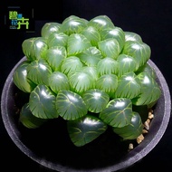 Xinyin Succulent Plant Lithops Yulu Succulent Seed Pot